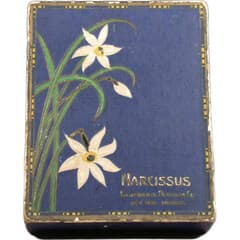 Narcissus